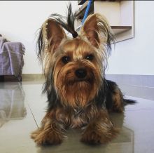 female and male yorkie puppies for adoption