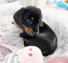 female dachshund puppies for adoption
