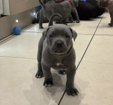 female pitbull puppies for adoption