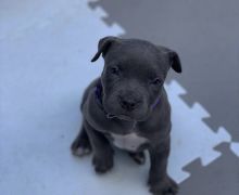 female pitbull puppies for adoption