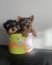 Male and female Yorkie puppies ready now .
