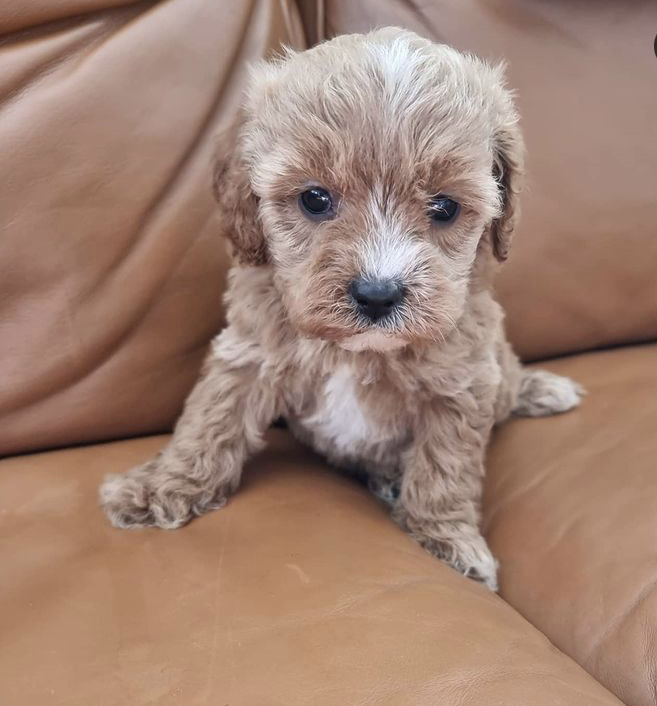 female cavapoo puppies for adoption Image eClassifieds4u