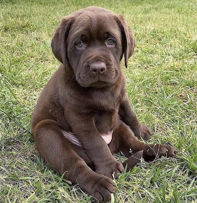 female labrador puppies for adoption Image eClassifieds4u
