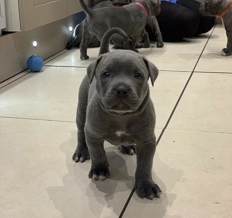 female pitbull puppies for adoption Image eClassifieds4u