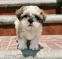 female and male morkie puppies for adoption Image eClassifieds4U