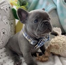 female french bull dog puppies for adoption Image eClassifieds4U