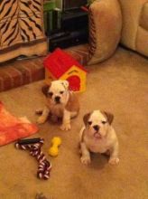 Beautiful English Bulldog puppies available