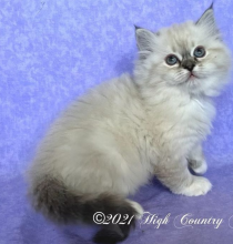 Beautiful Ragamuffin Kittens