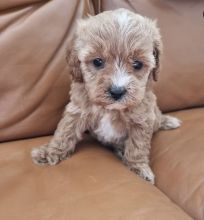 female and male cavapoo puppies for adoption