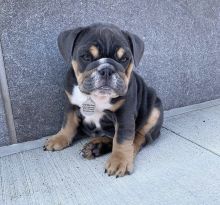 female and male englishbull puppies for adoption