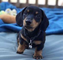 female dachshund puppies for adoption