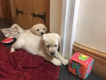 Great Labrador Retriever puppies