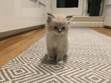 Lovable Ragdoll Kittens For Adoption