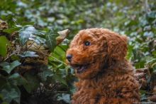 Perfect Toy Poodle puppies at Puritypets home