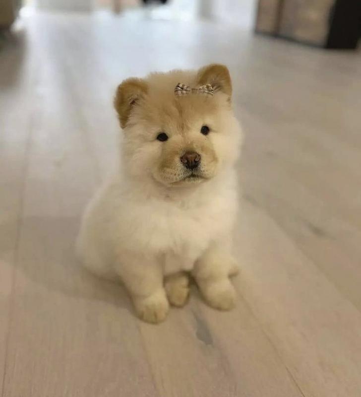 female and male chowchow puppies for adoption Image eClassifieds4u