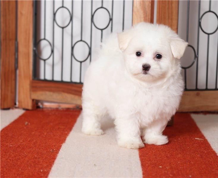 female and male maltese puppies for adoption Image eClassifieds4u