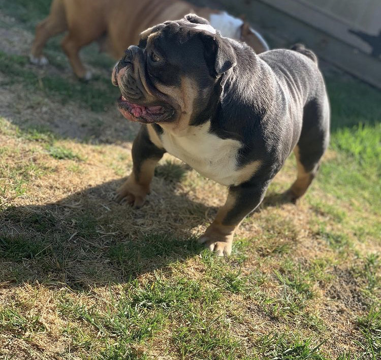 female french bull dog puppies for adoption Image eClassifieds4u