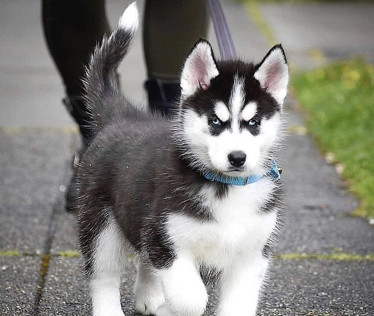 female siberian husky puppies for adoption Image eClassifieds4u
