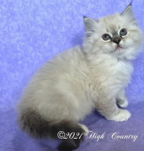 Beautiful Ragamuffin Kittens Image eClassifieds4u 1