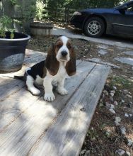 female basset hound puppies for adoption Image eClassifieds4U