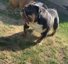 female french bull dog puppies for adoption Image eClassifieds4U