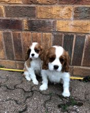 Free and beautiful Cavalier King Charles Puppies