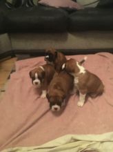 Healthy Boxer Puppies for Boxer and pet lovers