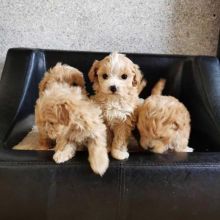 MaltiPoo puppies available at www.puritypetshome.com 🐾🐾