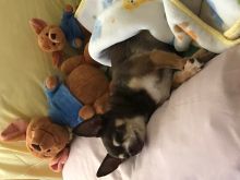 Purebred Chihuahua Puppies for adoption ready to go