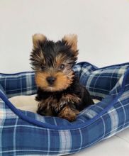 Three Toy teacup Yorkie Puppies Available Image eClassifieds4u 2