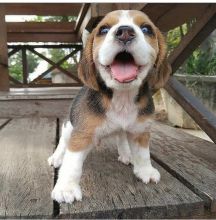 BEAGLE FOR SALE- (catalinamarisol3@gmail.com) OR text (657) 207-4809