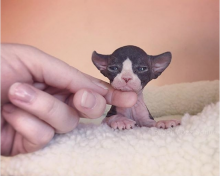 Bold and beautiful Sphynx kittens available- (catalinamarisol3@gmail.com)