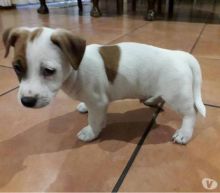 Jack Rusell Terrier Puppies available- (catalinamarisol3@gmail.com)