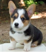 Magnificent Pembroke Welsh Corgi Puppies Available