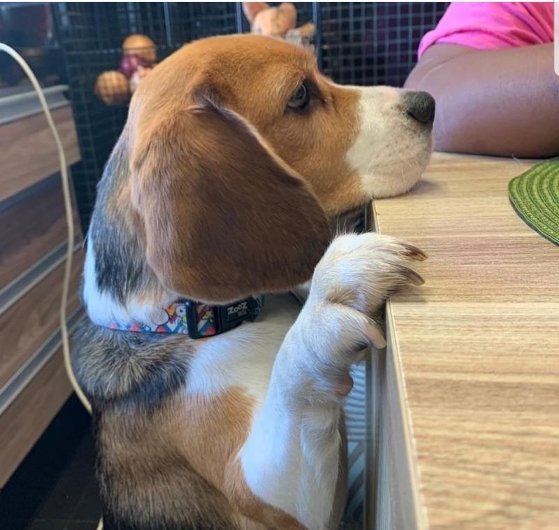 BEAGLE FOR SALE- (catalinamarisol3@gmail.com) OR text (657) 207-4809 Image eClassifieds4u
