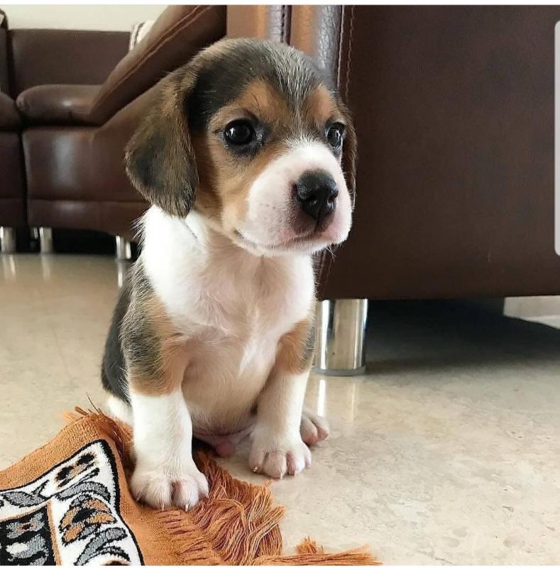 BEAGLE FOR SALE- (catalinamarisol3@gmail.com) OR text (657) 207-4809 Image eClassifieds4u