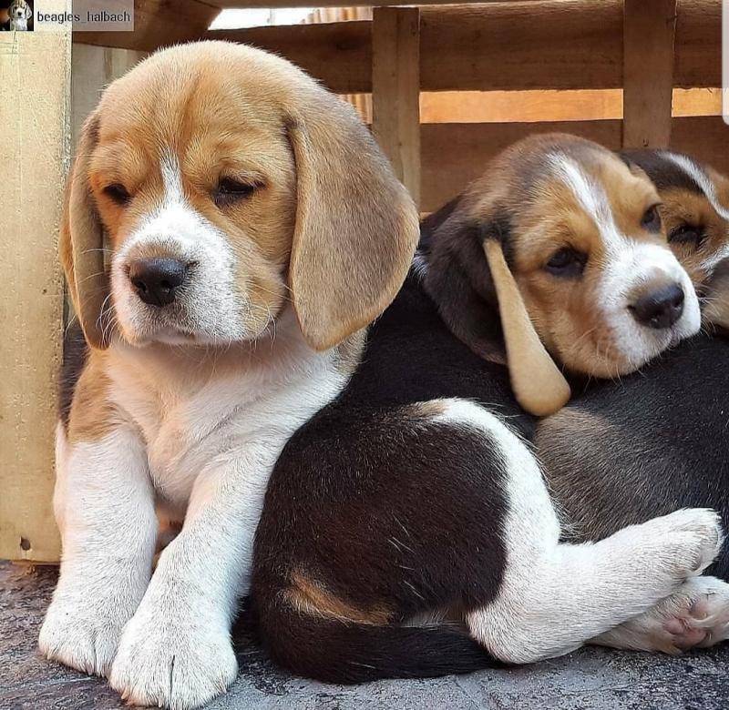 BEAGLE FOR SALE- (catalinamarisol3@gmail.com) OR text (657) 207-4809 Image eClassifieds4u