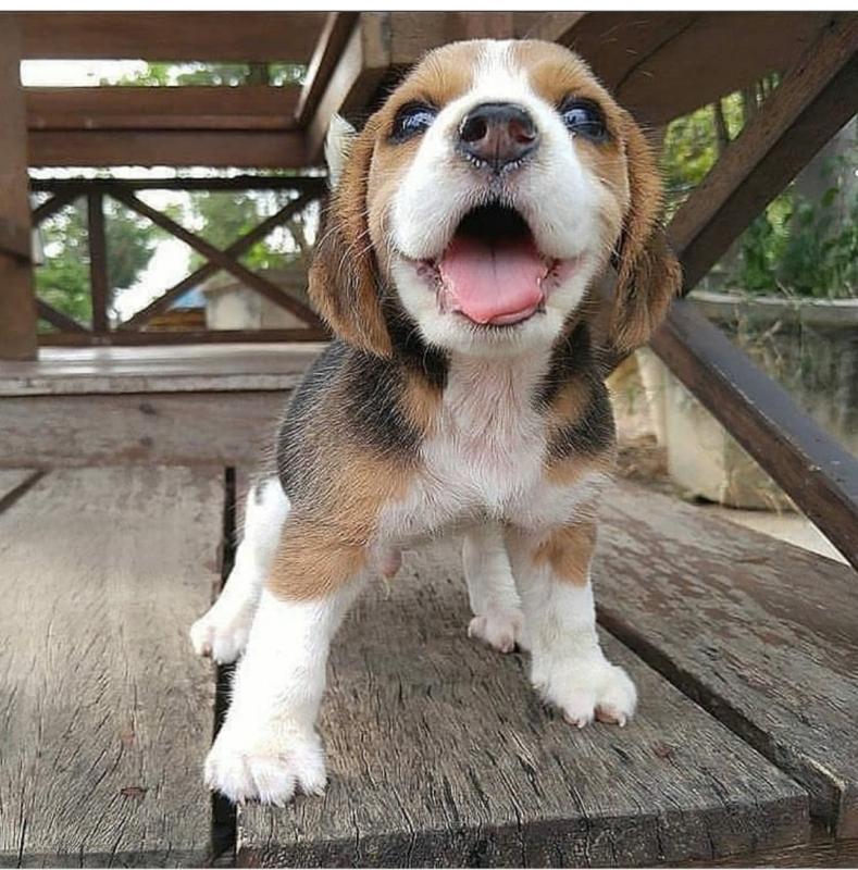 BEAGLE FOR SALE- (catalinamarisol3@gmail.com) OR text (657) 207-4809 Image eClassifieds4u