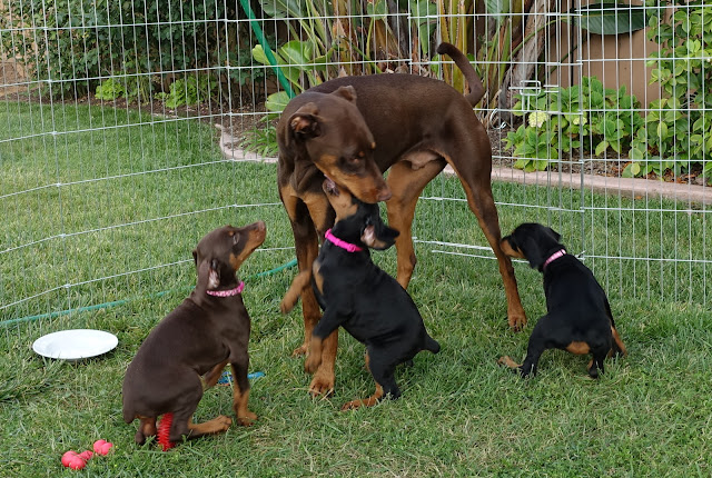 Bold and beautiful Dobermans (catalinamarisol3@gmail.com) Image eClassifieds4u