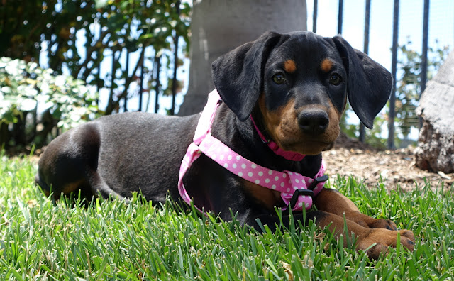 Bold and beautiful Dobermans (catalinamarisol3@gmail.com) Image eClassifieds4u