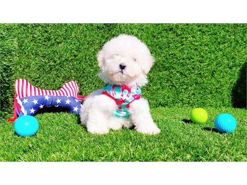 Cavapoo pups for sale Email catalinamarisol3@gmail.com or text (657) 207-4809 Image eClassifieds4u