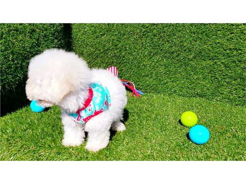 Cavapoo pups for sale Email catalinamarisol3@gmail.com or text (657) 207-4809 Image eClassifieds4u