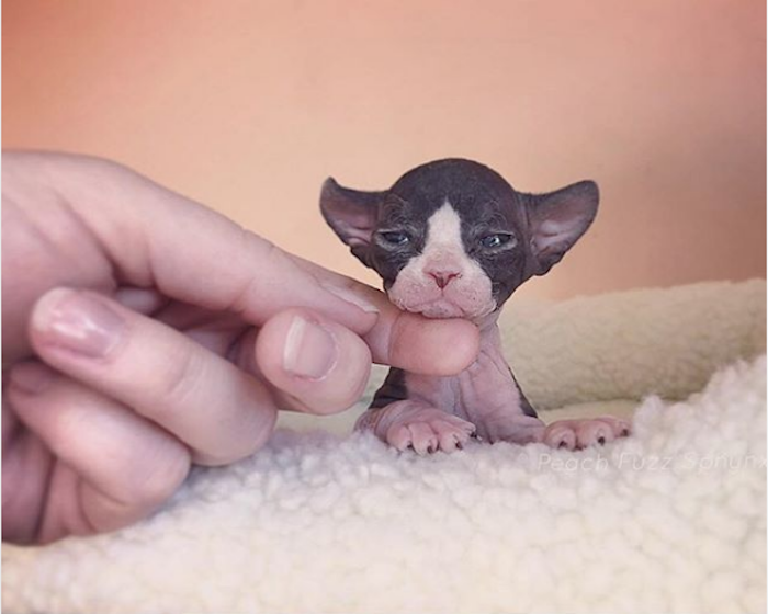 FEARLESS SPHYNX KITTENS *catalinamarisol3@gmail.com* Image eClassifieds4u