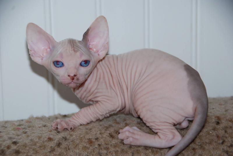 FEARLESS SPHYNX KITTENS *catalinamarisol3@gmail.com* Image eClassifieds4u
