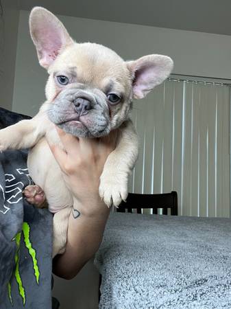 Jack Rusell Terrier Puppies available- (catalinamarisol3@gmail.com) Image eClassifieds4u