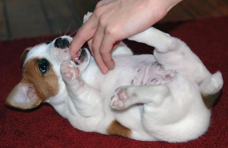 Jack Rusell Terrier Puppies available- (catalinamarisol3@gmail.com) Image eClassifieds4u