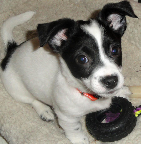 Jack Rusell Terrier Puppies available- (catalinamarisol3@gmail.com) Image eClassifieds4u