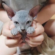 Adorable Sphynx kittens for sale*catalinamarisol3@gmail.com* Image eClassifieds4u 2