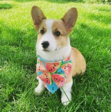 Awesome Pembroke Welsh Corgi Puppies Image eClassifieds4u 1