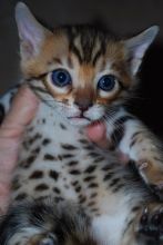 BLUE EYE BENGALS AVAILABLE (catalinamarisol3@gmail.com) Image eClassifieds4u 3